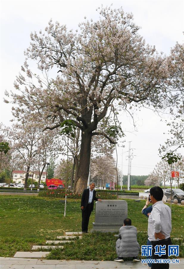 4月24日,游人在焦裕禄当年栽种的泡桐前拍照留念.新华社记者顾立林摄