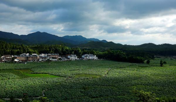 白莲之乡,广昌县姚西村有醉美荷花,才子之乡抚州深度游