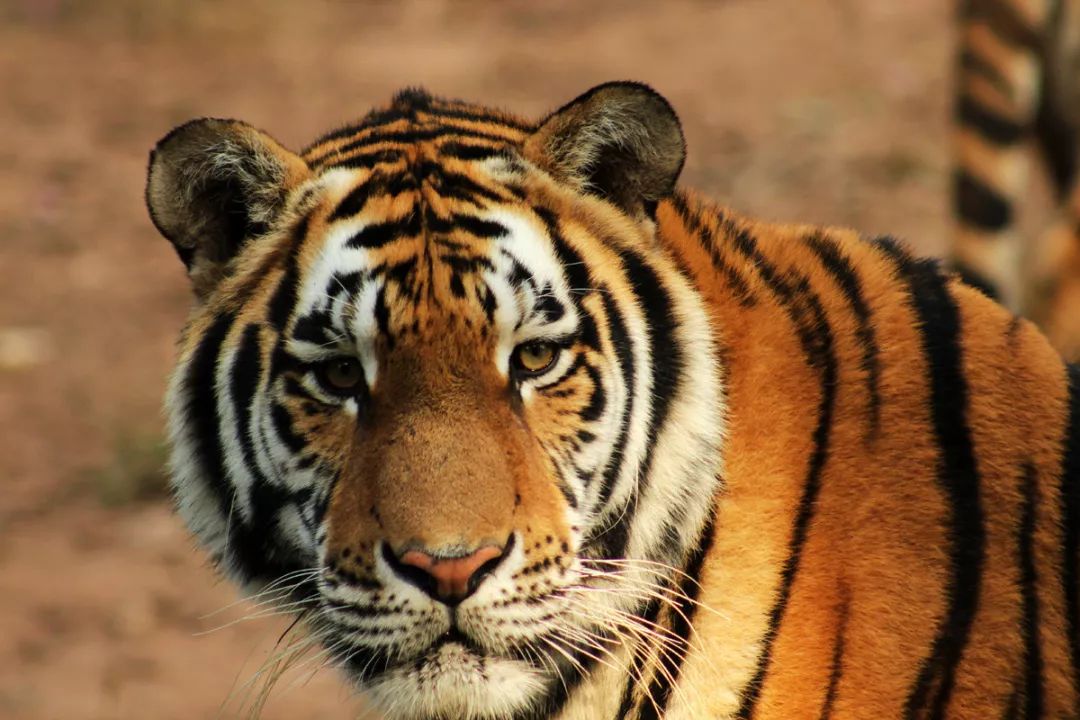 老虎只有亚洲才有分布,每只虎脸上的斑纹都不同,类似于人类的指纹.