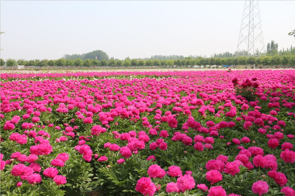 (花乡芍药园实景)