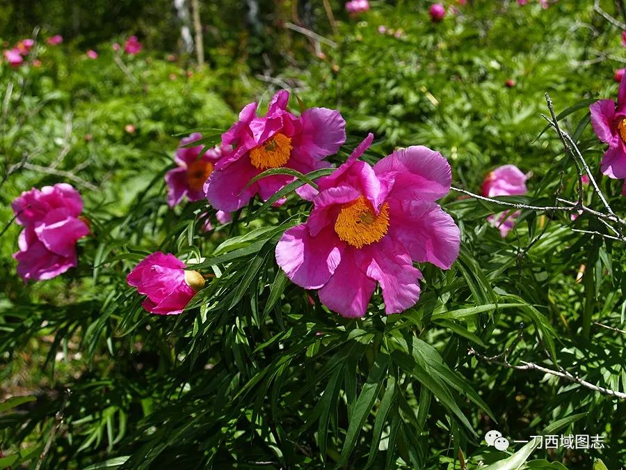 最佳观赏时间:3至4月 芍药:山野妖娆 芍药也是全国各地都常见的一种花