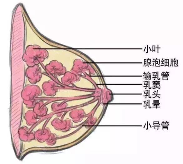 乳腺癌病理类型:非浸润性癌,早期浸润癌,浸润性癌_导管