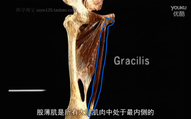 股内收肌在步态中的功能分析