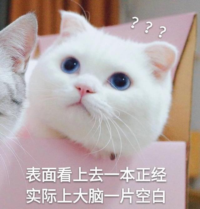 甜甜的猫咪表情包|要亲亲