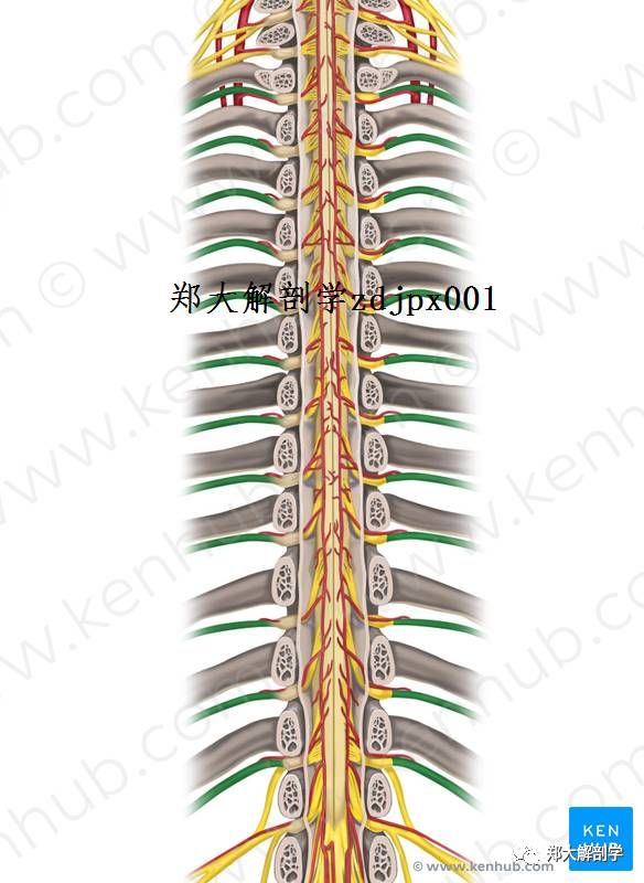 神经解剖脊髓