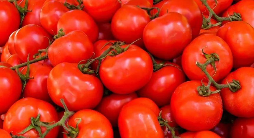 番茄加蛋是什么意思 31508b9c50d94fbcad0adf5ffb6e05a2.jpeg