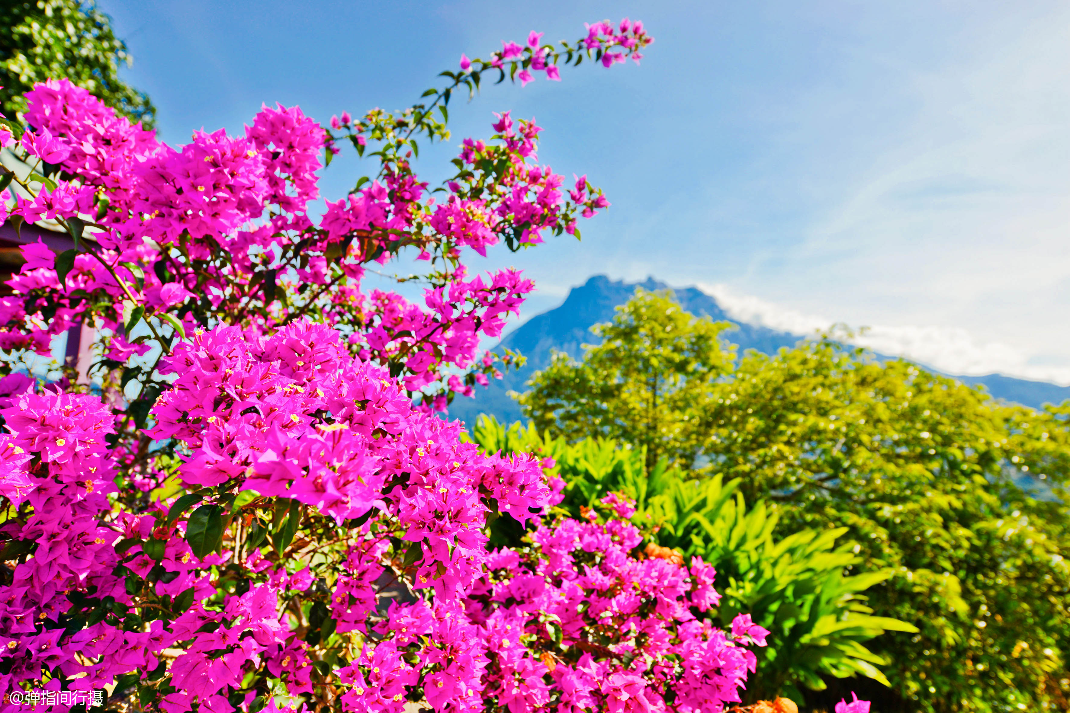 原创             世界上最大的花卉花瓣直径可达1.4米生长东南亚最高山峰上