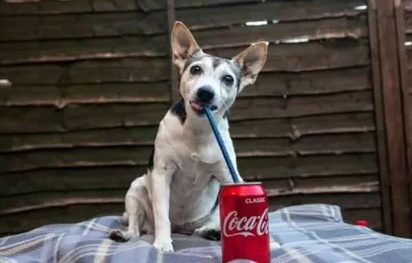 3552927a4d9645229a3bb524083da4f7.jpeg