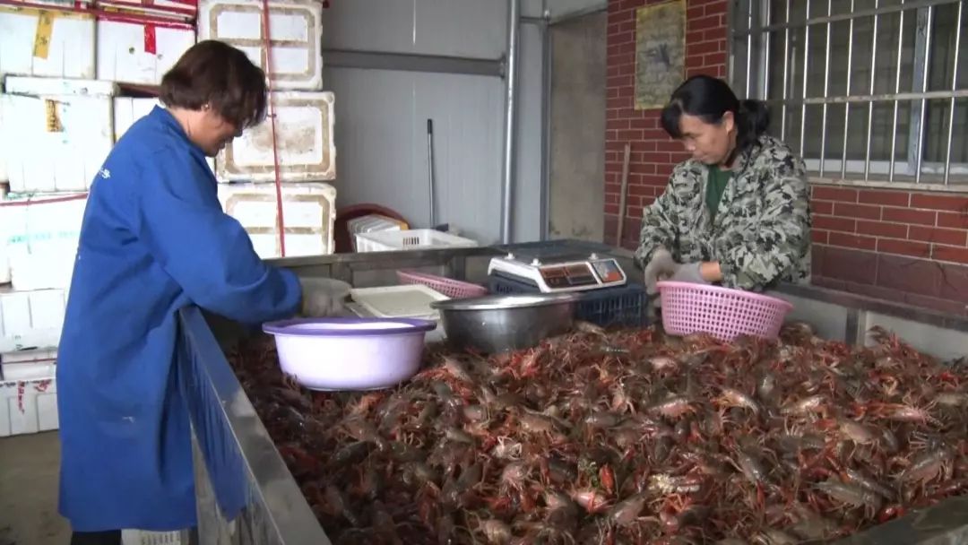 赚钱了!岳阳县稻虾共作产业一片红