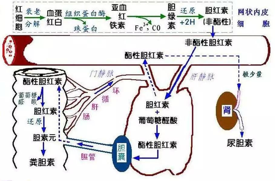 肝功能gdp_复查过肝功能的进来看一下 国内航空 kongjie.com