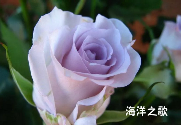 1.85王者合计游戏截图2