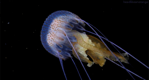 546660f63b0d438598bf6261802312cb.gif