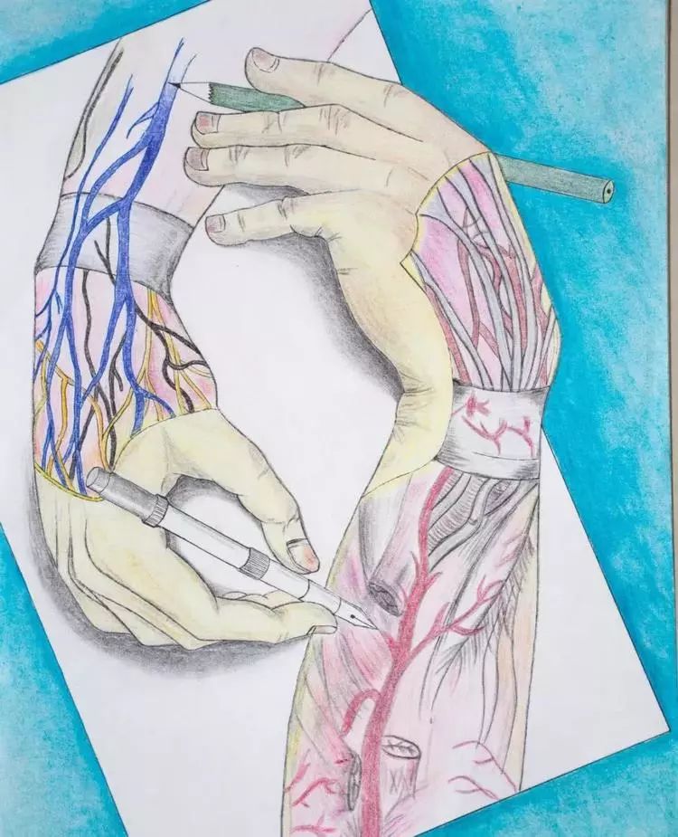 高校学生手绘解剖图走红,网友:被学医耽误的灵魂画手
