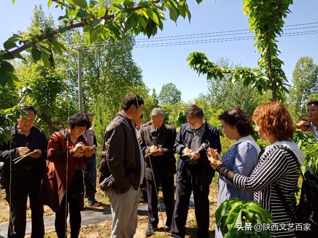 当天,采风团深入千阳县一村一品先进典型示范,崔家头镇黄里村葡萄图