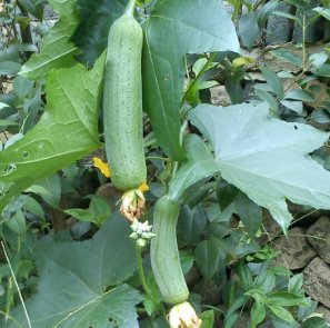 丝瓜配什么可以祛湿气 5b536e8ff5b1494dbe5879bd766a7d83.jpeg