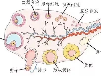 切记:性激素六项不同时间检查,意义大不同!你掌握了吗