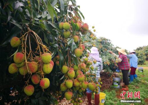 荔枝贵到吃不起?“水果自由”你实现了吗? 巴黎人游戏平台