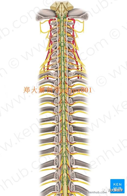 脊髓后动脉