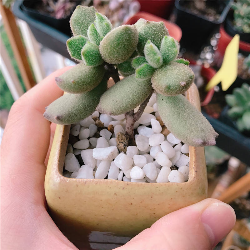 多肉种植土配比 6dfd23d980b74fa39d0e6985c3900189.jpeg