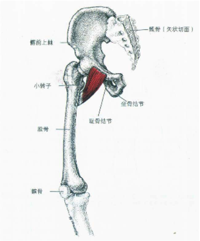 那它是否有让髋关节旋转的功能能?