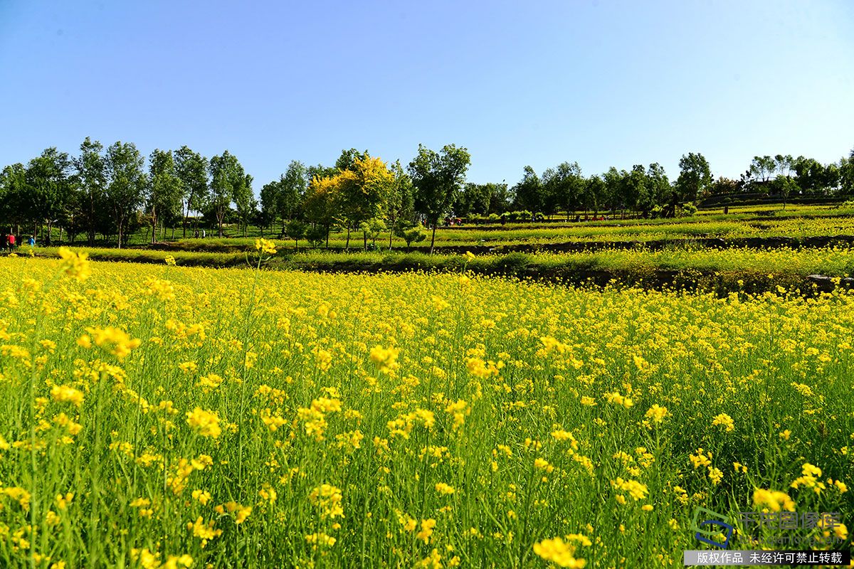 北京图见梯田式油菜花海扮靓夏日中坞公园