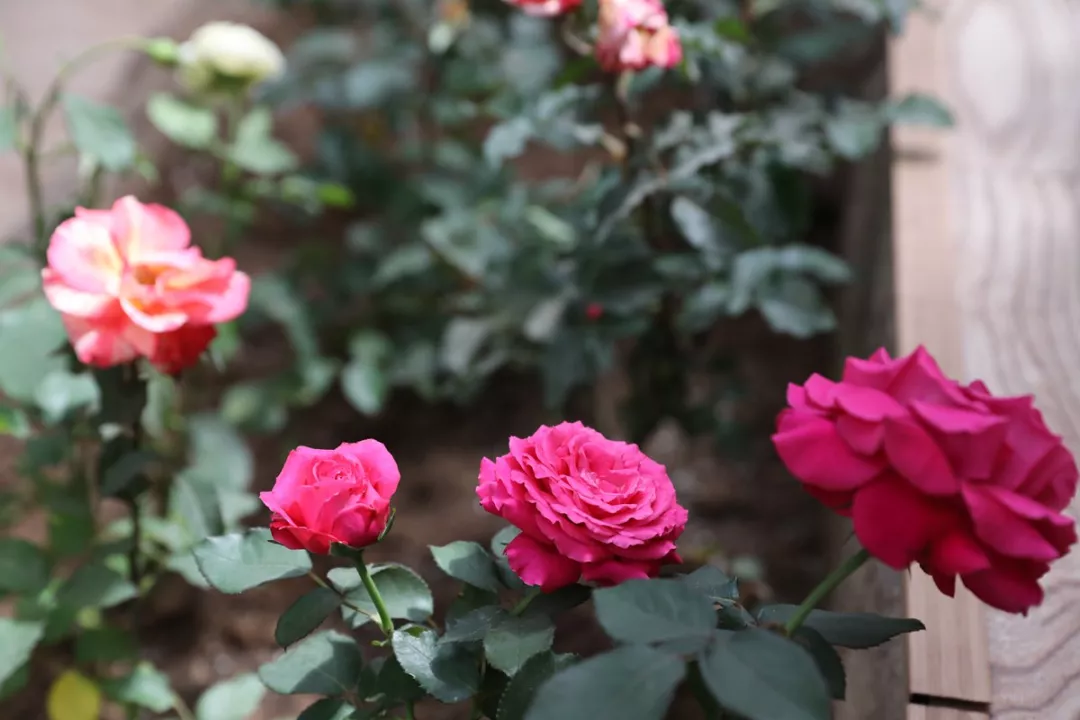 蓝色妖姬是不是月季花 7f64bb1ccb3548cb978930160d38045e.jpg