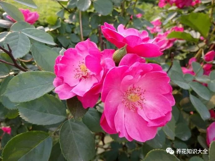 蔷薇就是藤本月季吗 83fbc495724a48b3aceebcde929f9a82.jpeg