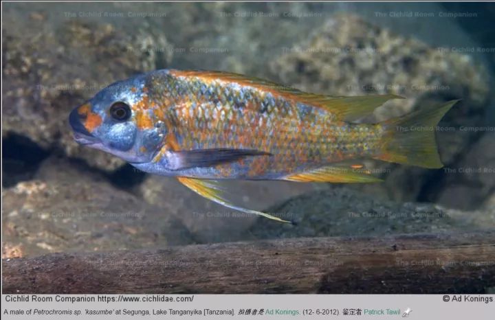 黄金龙王petrochromis ephippium坦湖龙王里最常见的品种之一了卡赞比