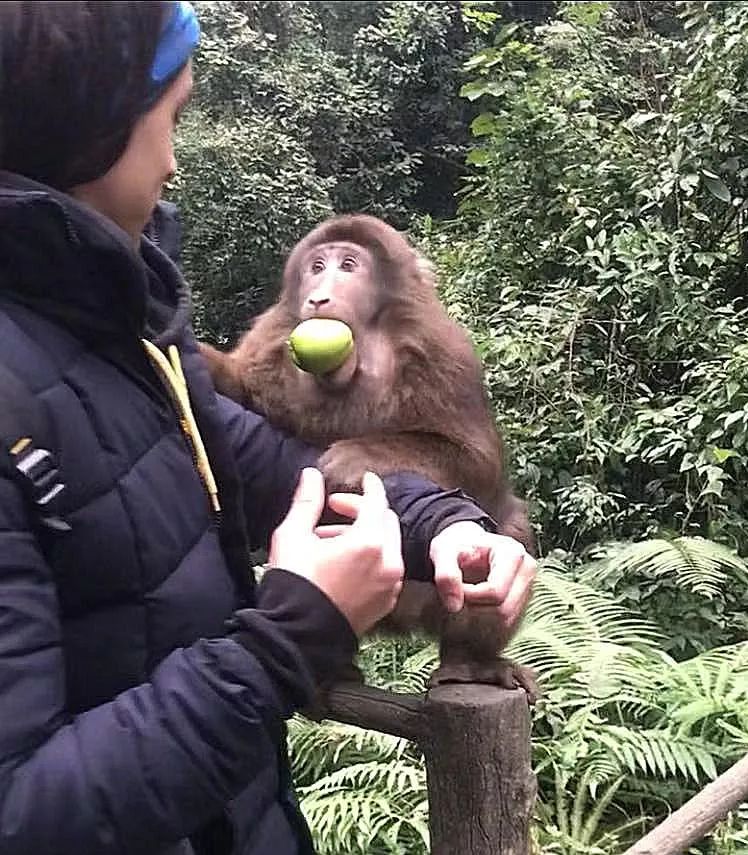 峨眉山多少人口_峨眉山要多少门票