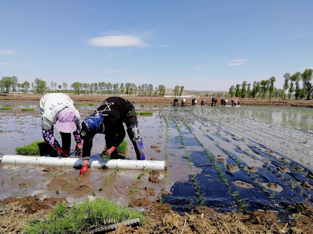 人口人种水稻图_人口与人种图片(3)