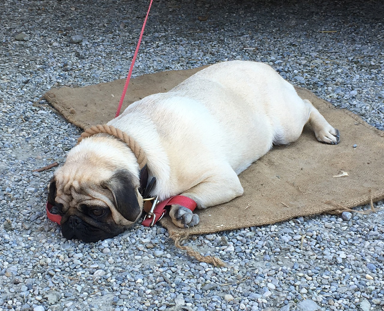 夏天巴哥犬耐热吗