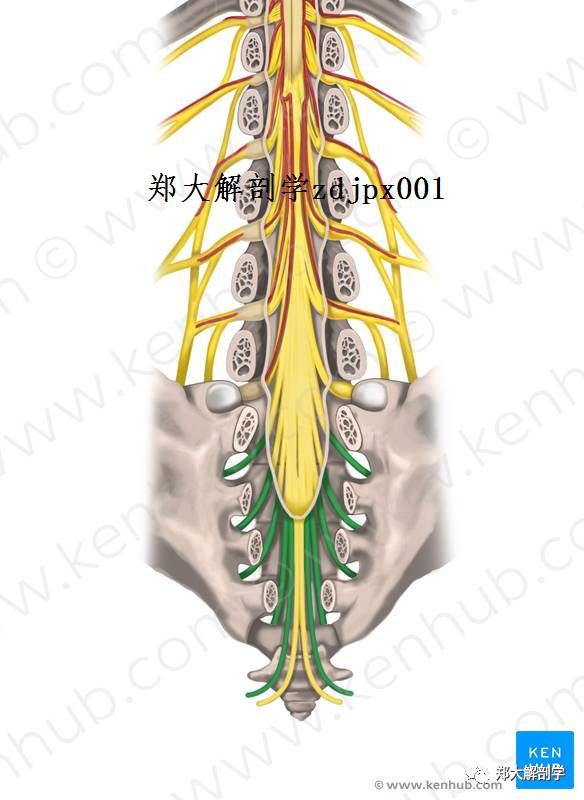 神经解剖:脊髓