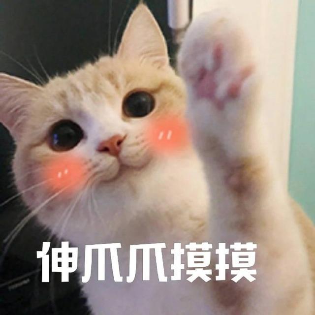 甜甜的猫咪表情包|要亲亲