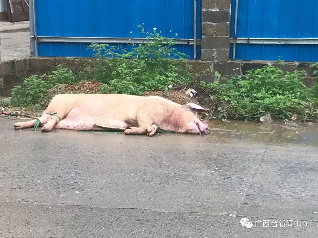 部分生猪养殖户告诉记者,猪场的猪病死后,他们没有土地对这些死猪进行