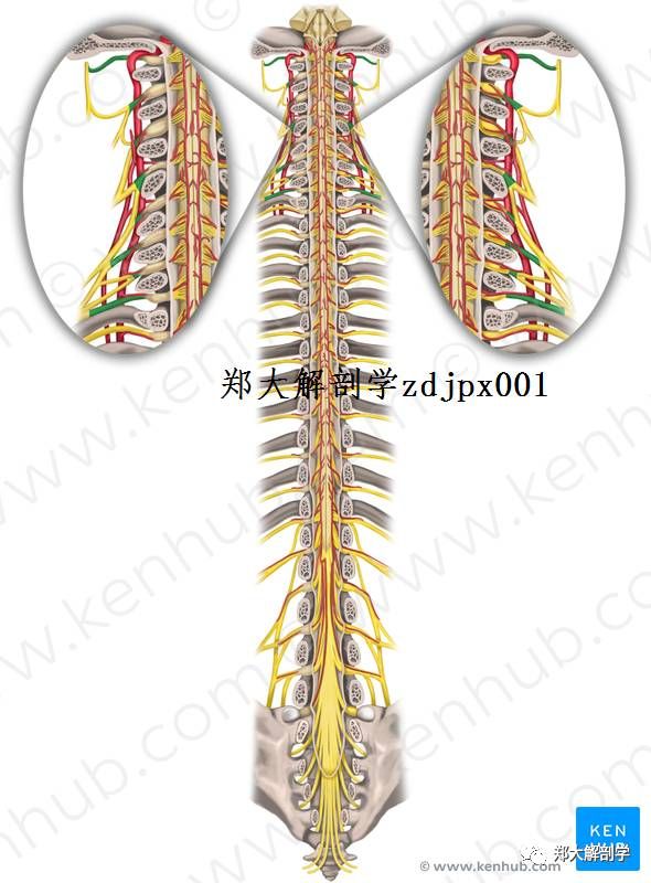 神经解剖:脊髓