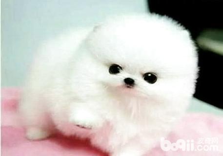 狗狗毛发变黄是什么原因 b178b1409995438e852a6874c8647c38.jpeg