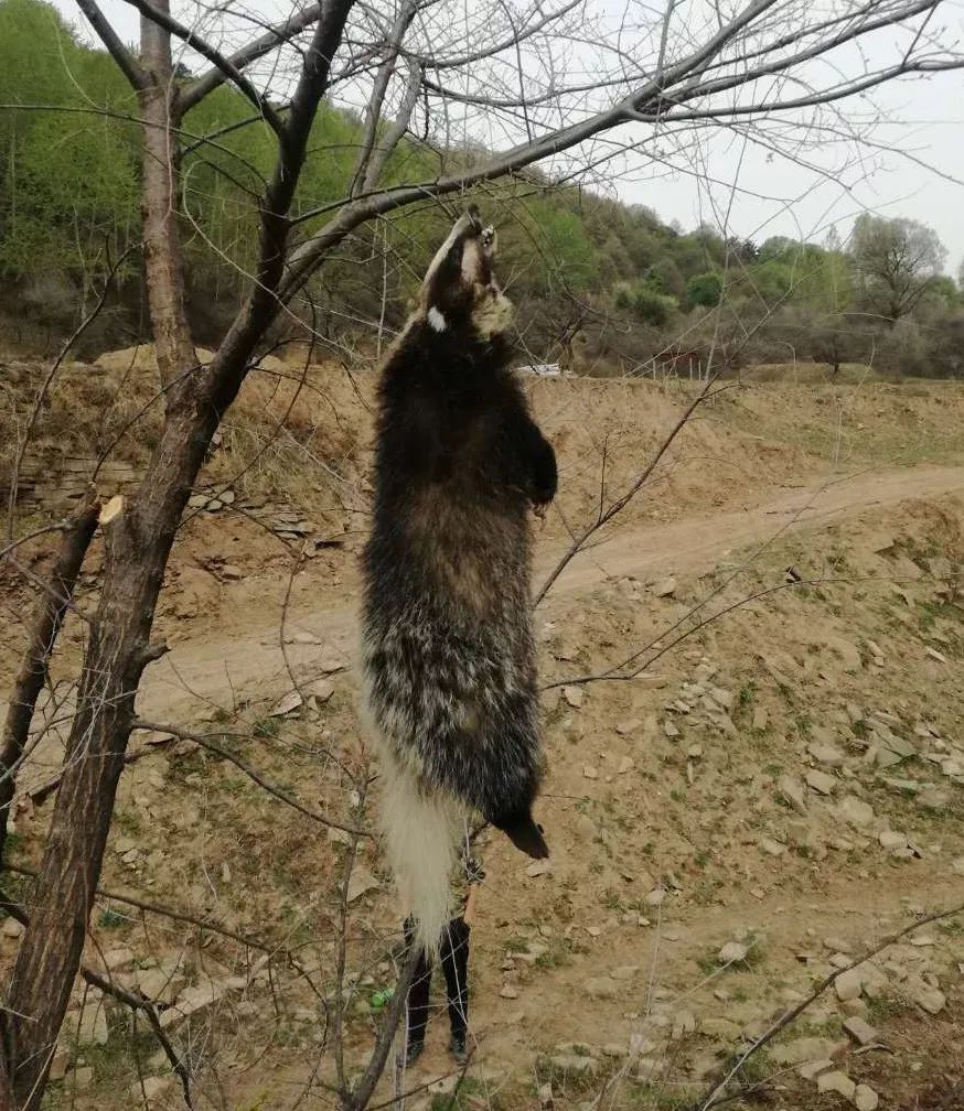 我们在和顺发现的,被人杀死的猪獾,陈老湿表示很难过.