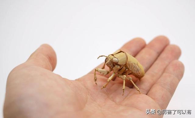 什么虫子不能摸的 b7014b3b7ec54b6b98992f3f3c422952.jpeg