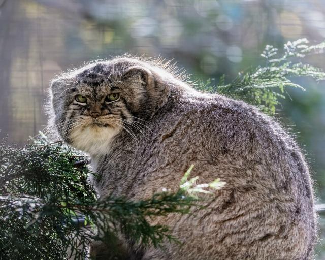 原創
            兔猻這麼可愛的動物，為什麼沒人當寵物養？ 寵物 第5張