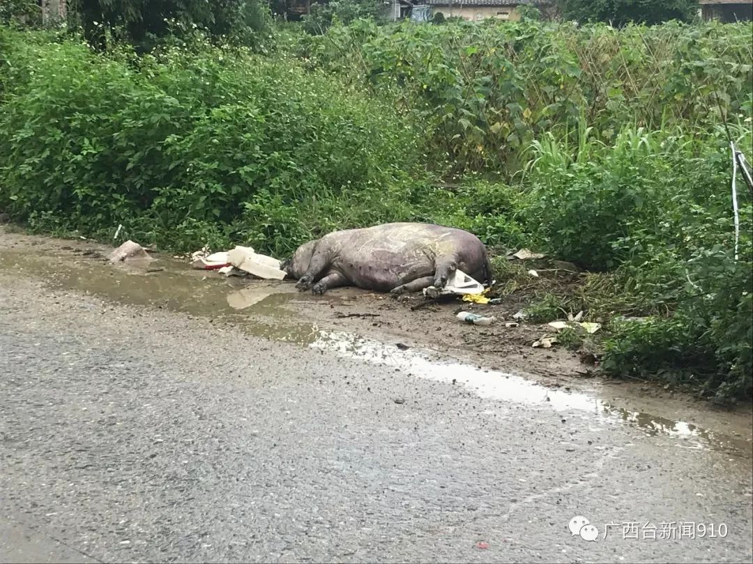 时代声音病死猪随意丢弃全区掀起严管风暴