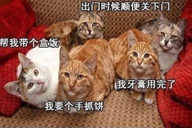 梦见好多猫进屋被我又赶出去了，梦境背后的深层含义与解析