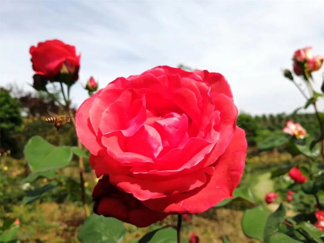 马头祥百亩玫瑰已盛放,原来"花花世界"藏在这里!