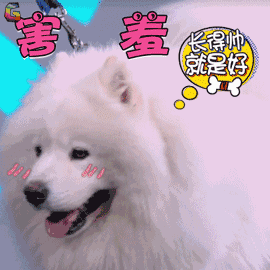 萨摩的可爱大家是有目共睹的呀,不然