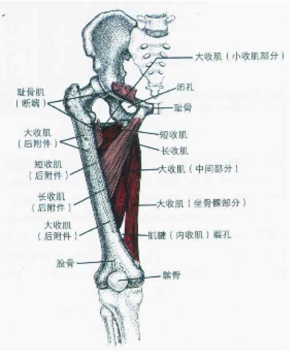 股内收肌在步态中的功能分析_肌肉