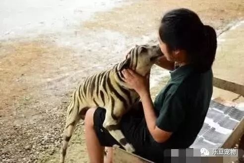 愛犬總是被欺負，主人乾脆給它染了一身虎皮，這下村里熱鬧了！ 寵物 第2張