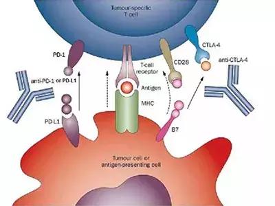 色素瘤致死率 d827e20fb85c4848bc4fbccb927d148e.jpeg