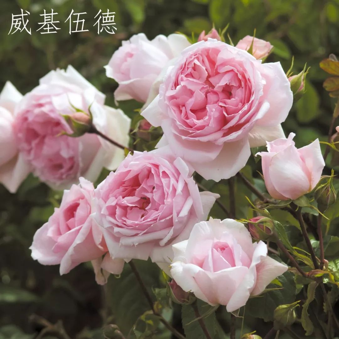 d82ccf1ea056492d82d4cbebc2d10a70.jpeg