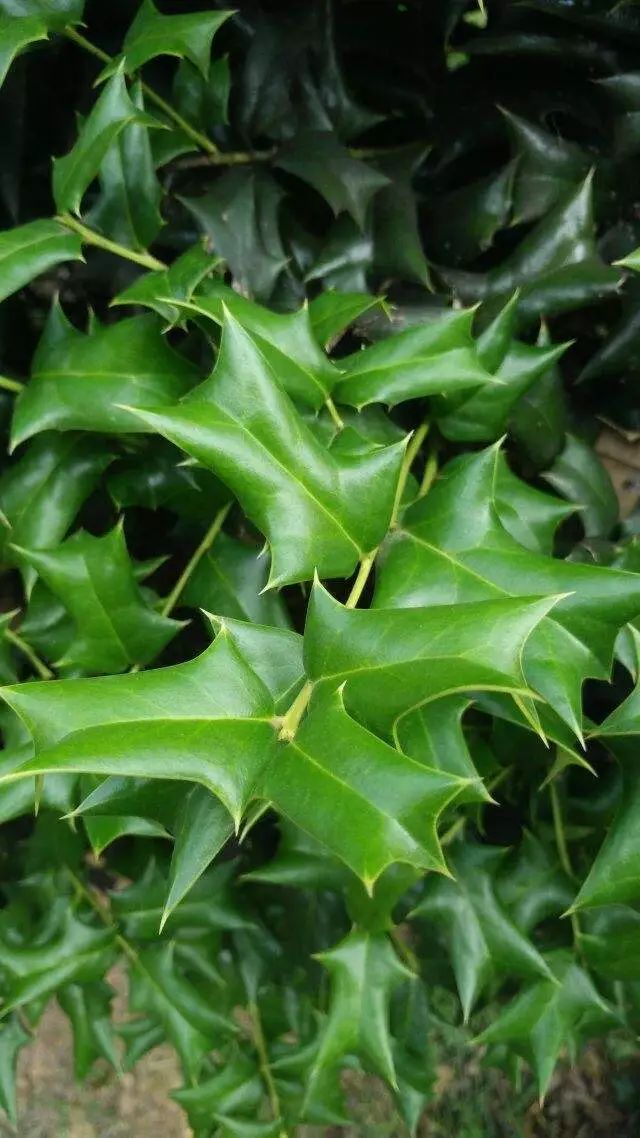 百草丨枸骨叶是苦丁茶的来源之一
