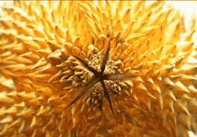 dd55a08e107244028327d66a8cad600d.gif