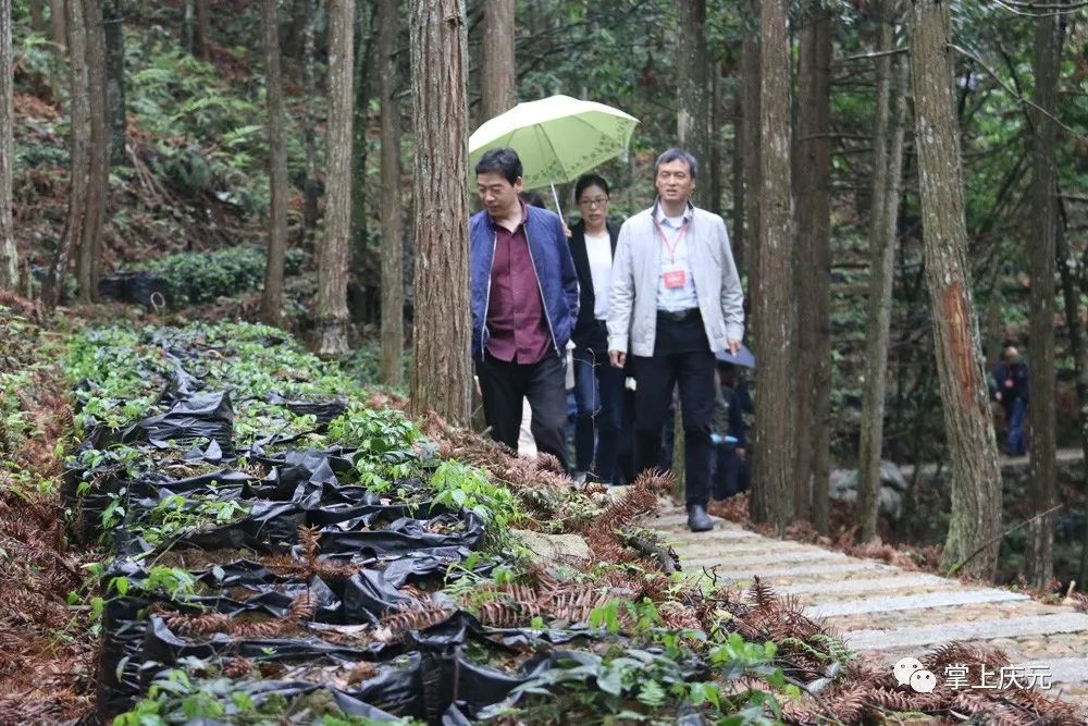 药香四溢,远赴盛名,庆元要打造浙西南道地林下中药材生产基地